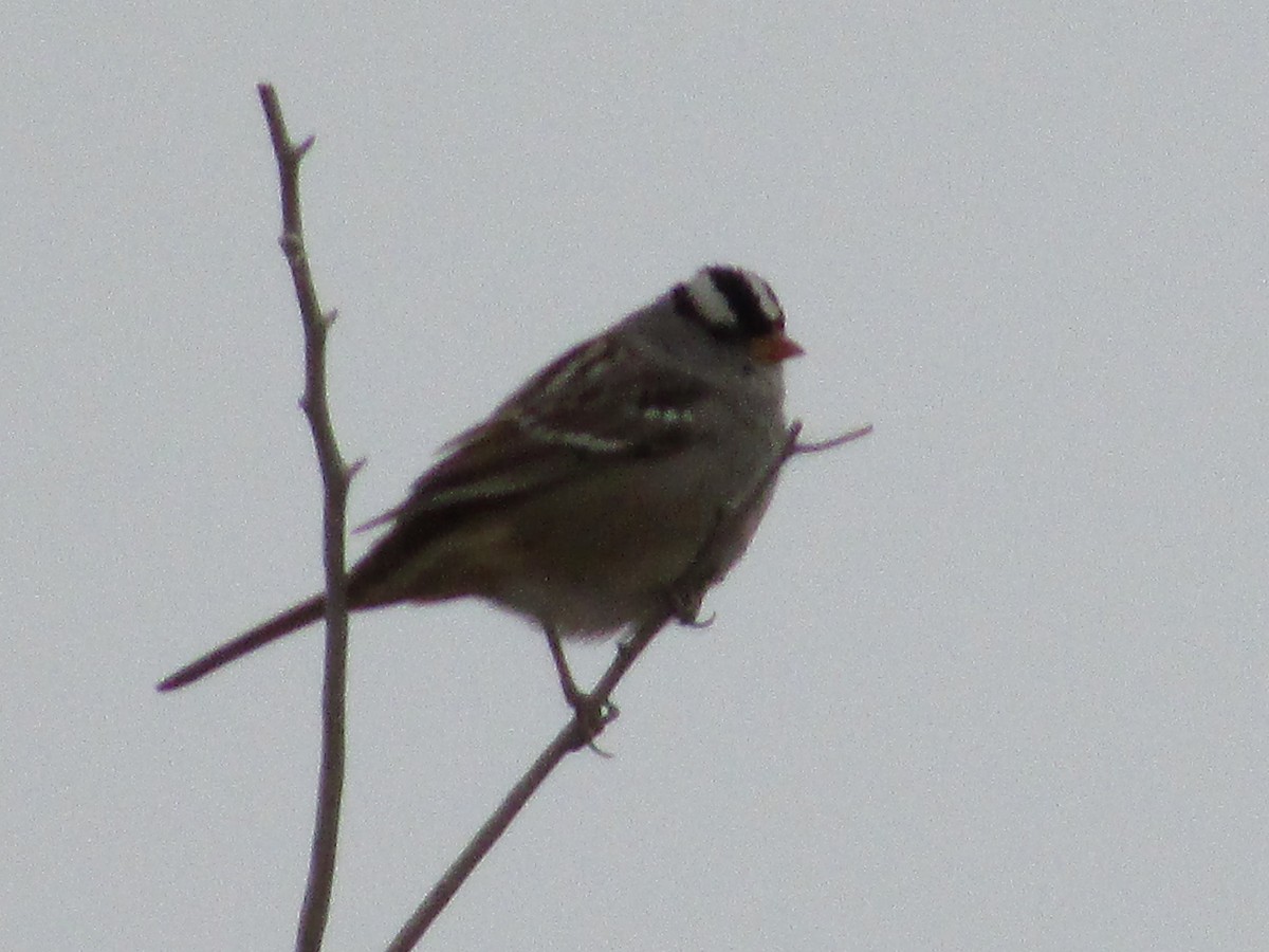 White-crowned Sparrow - ML611007121
