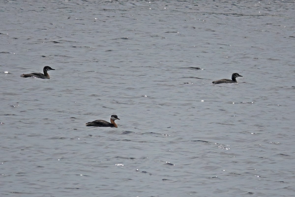 Red-necked Grebe - ML611007265