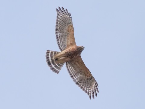 Red-shouldered Hawk - Roger Horn