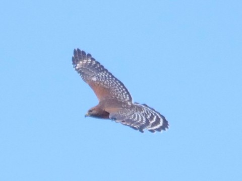 Red-shouldered Hawk - Roger Horn
