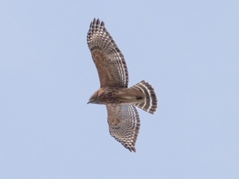 Red-shouldered Hawk - Roger Horn