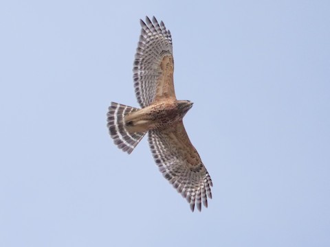 Red-shouldered Hawk - Roger Horn