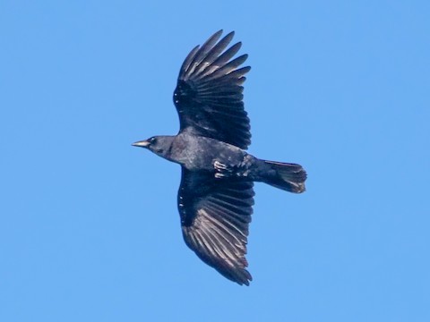 American Crow - Roger Horn