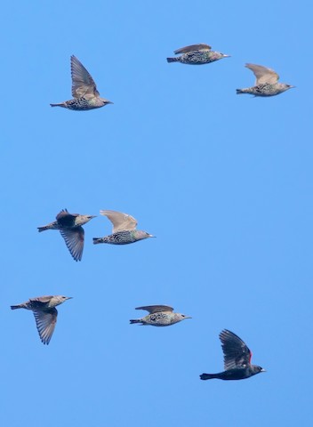 European Starling - Roger Horn