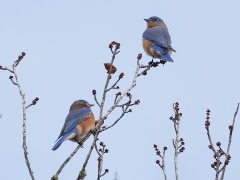 Eastern Bluebird - Roger Horn