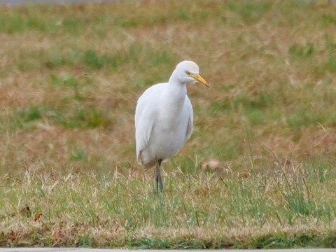 Western Cattle Egret - Roger Horn