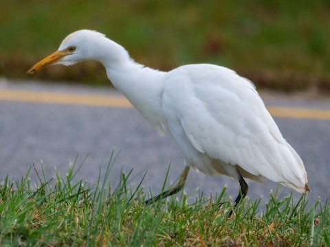 Western Cattle Egret - Roger Horn