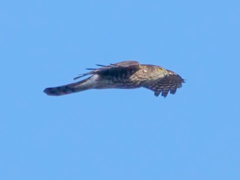 Cooper's Hawk - Roger Horn