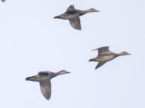 Gadwall - Roger Horn
