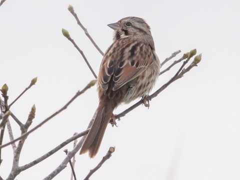 Song Sparrow - Roger Horn