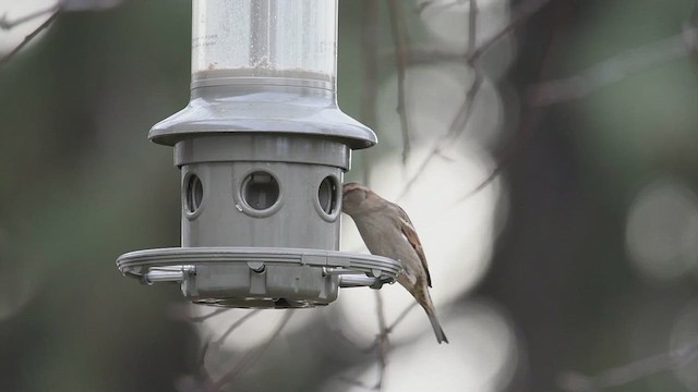 House Sparrow - ML611007696