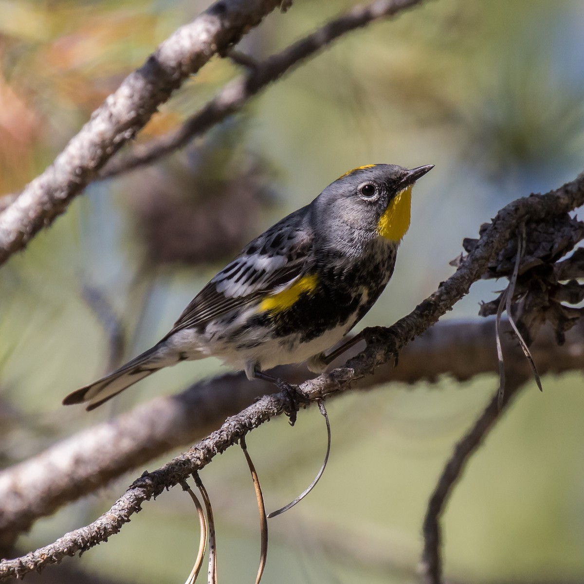 Yellow-rumped Warbler (Audubon's) - ML61100781