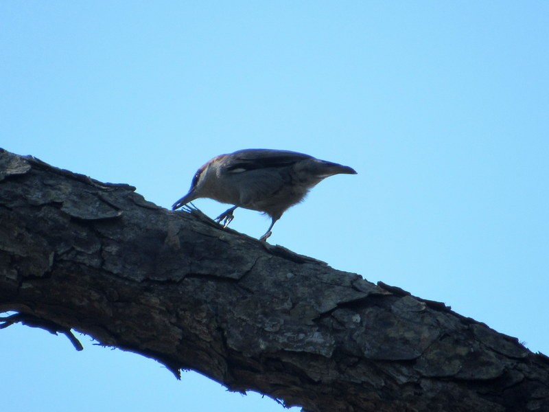 Brown-headed Nuthatch - ML611008471