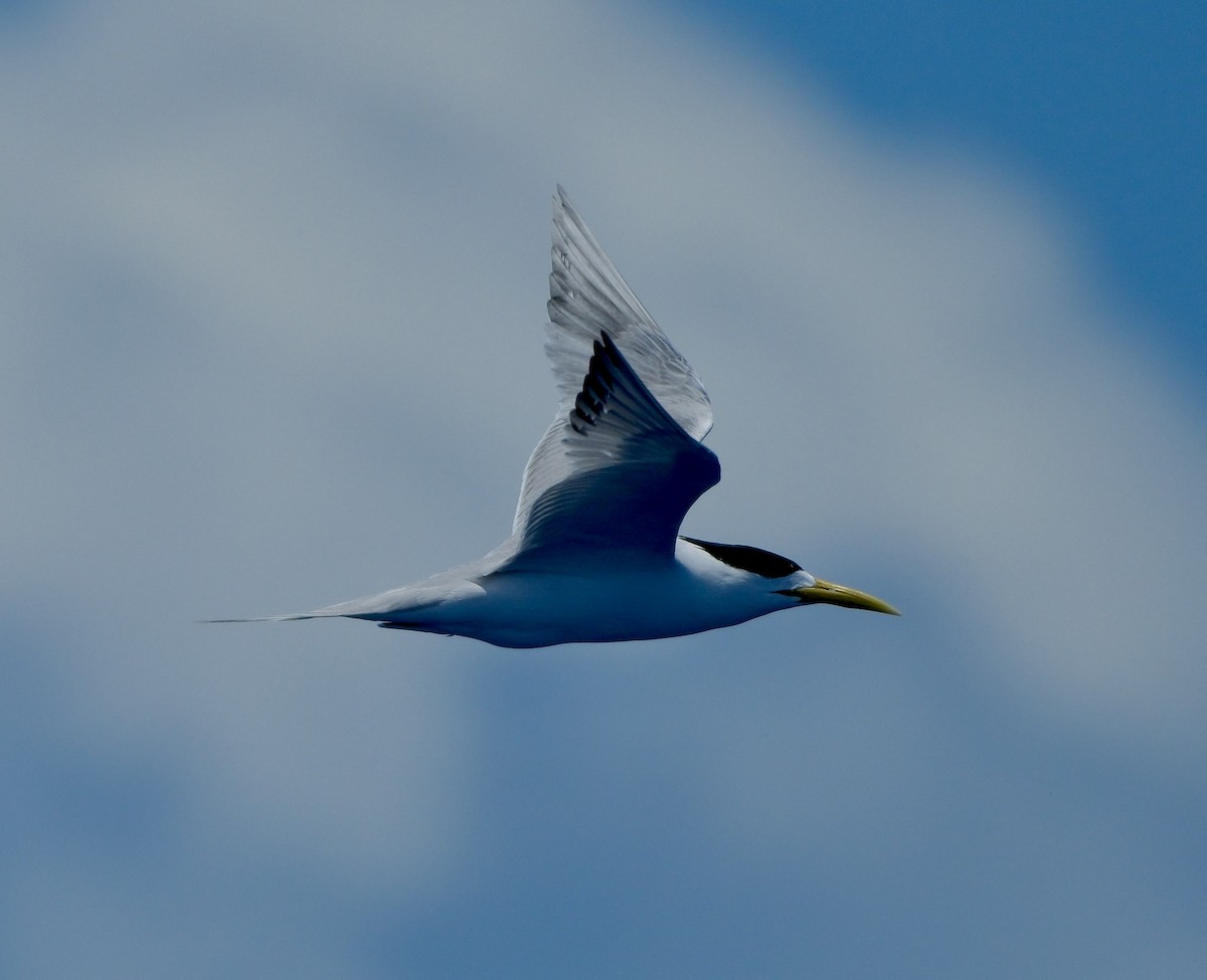 Great Crested Tern - ML611008584