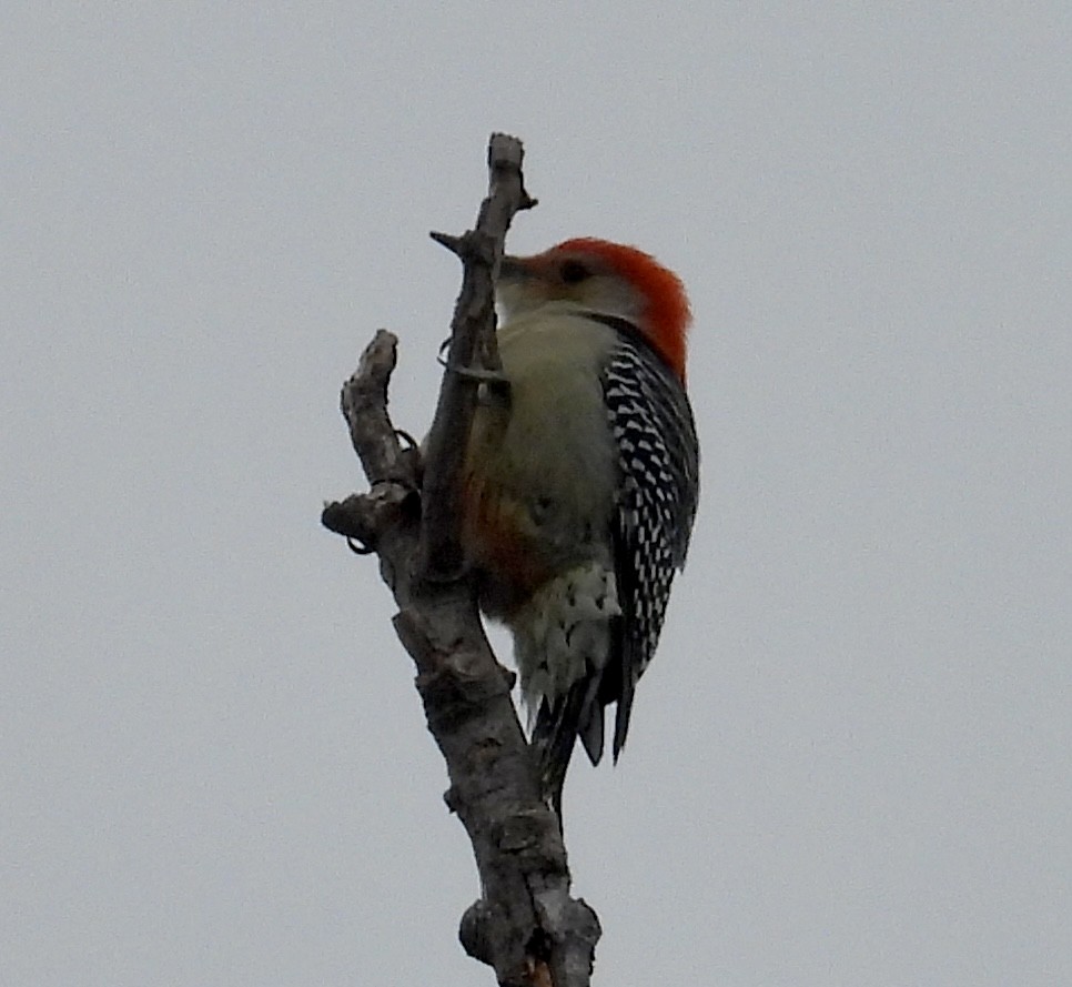 Red-bellied Woodpecker - ML611008659