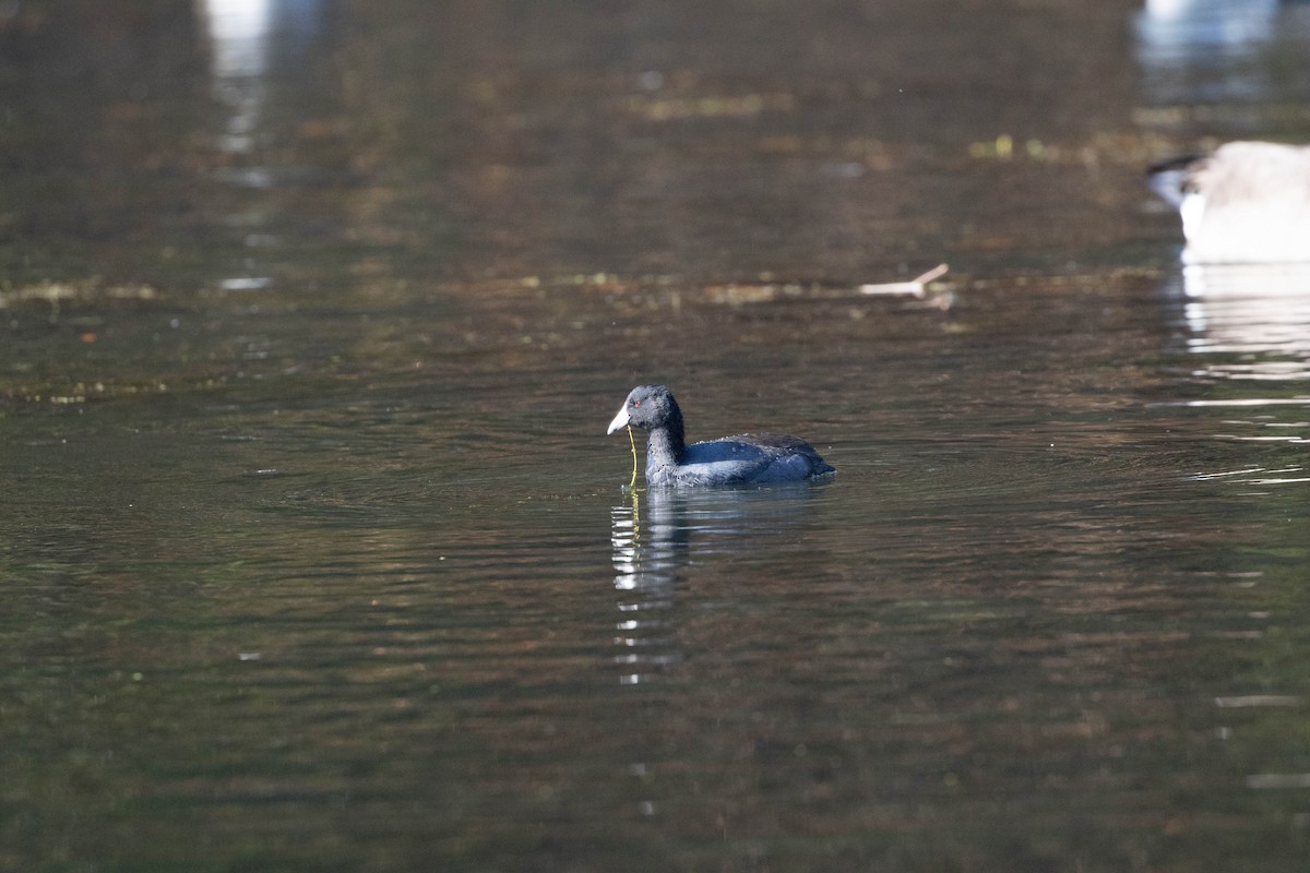 Ebird Checklist 11 Nov 2023 Lake Fairfax Park 28 Species 1099