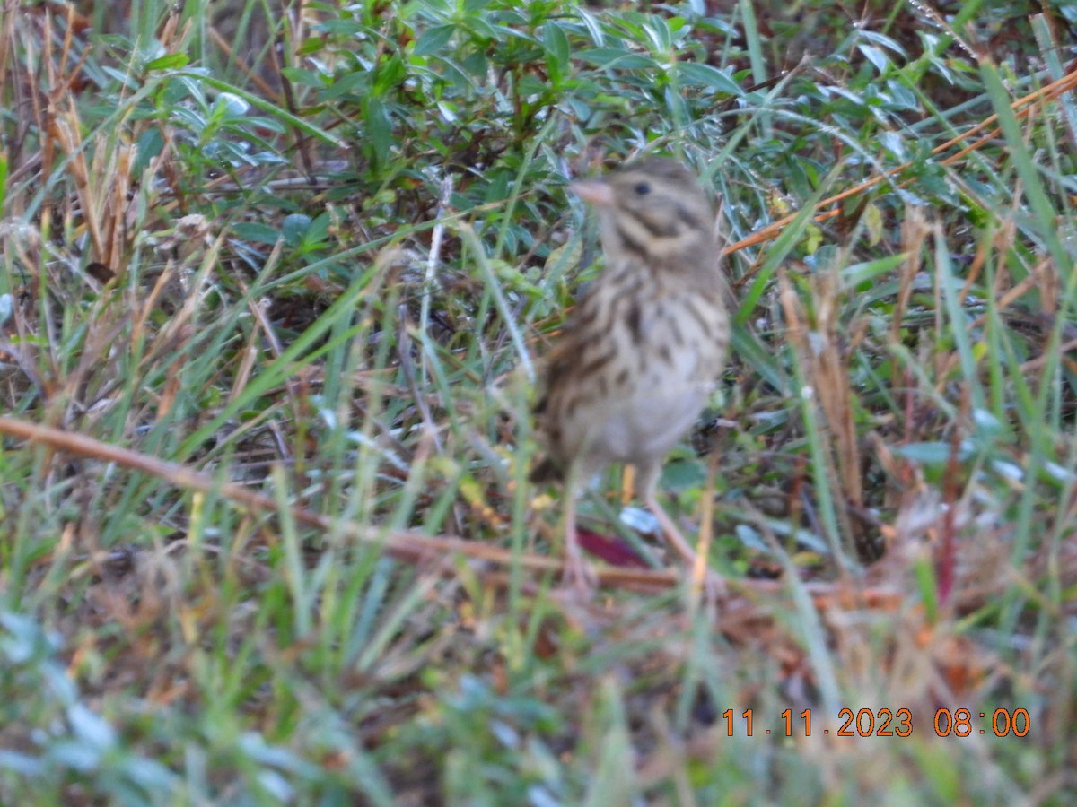 Ebird Checklist 11 Nov 2023 Wellington Environmental Preserve 42 Species 6552