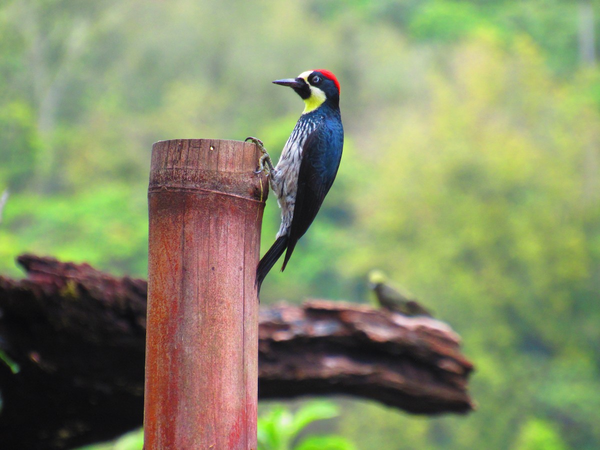 Acorn Woodpecker - ML611010081
