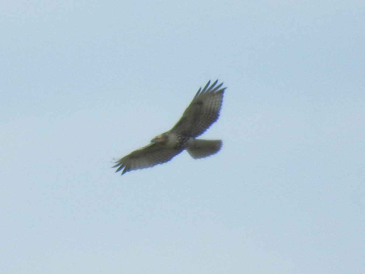 Red-tailed Hawk - ML611010179