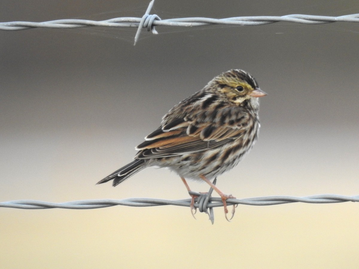 Savannah Sparrow - ML611010187
