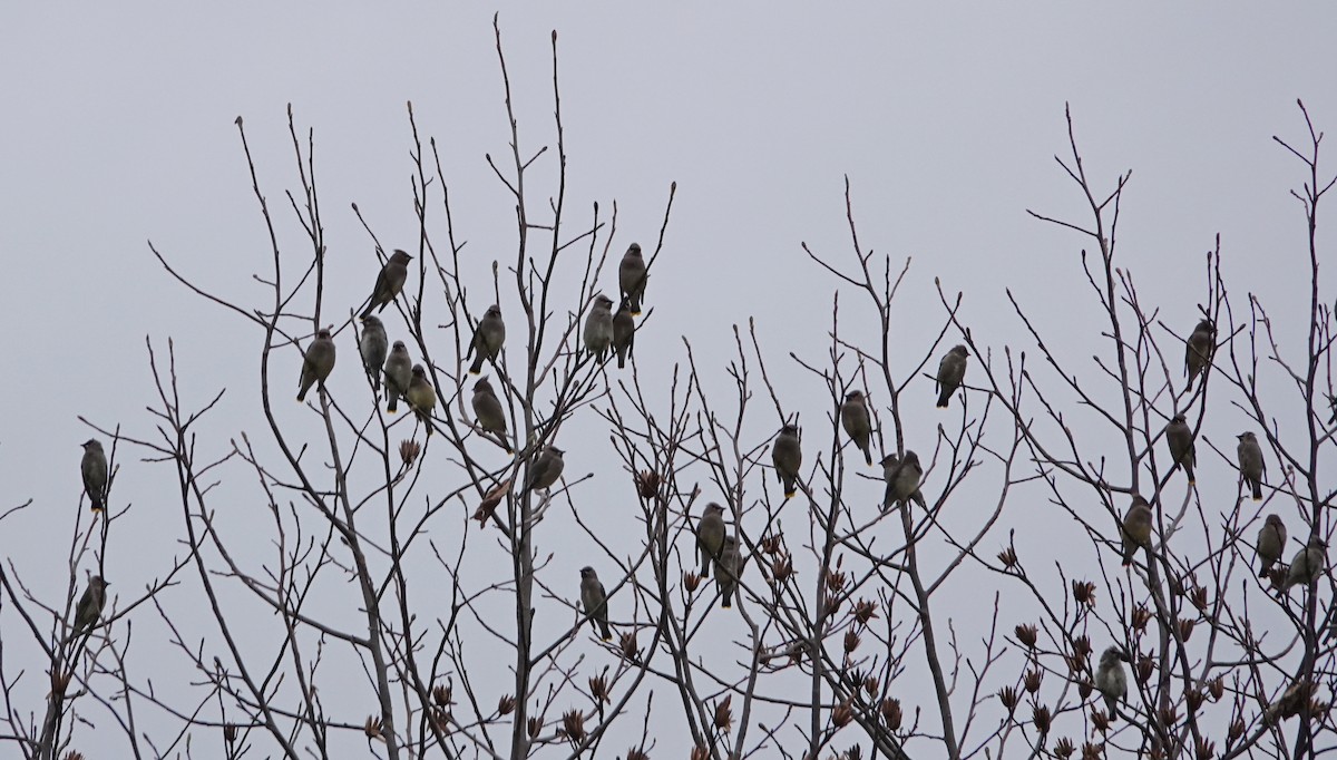 eBird Checklist 11 Nov 2023 Great Smoky Mountains NPCades Cove