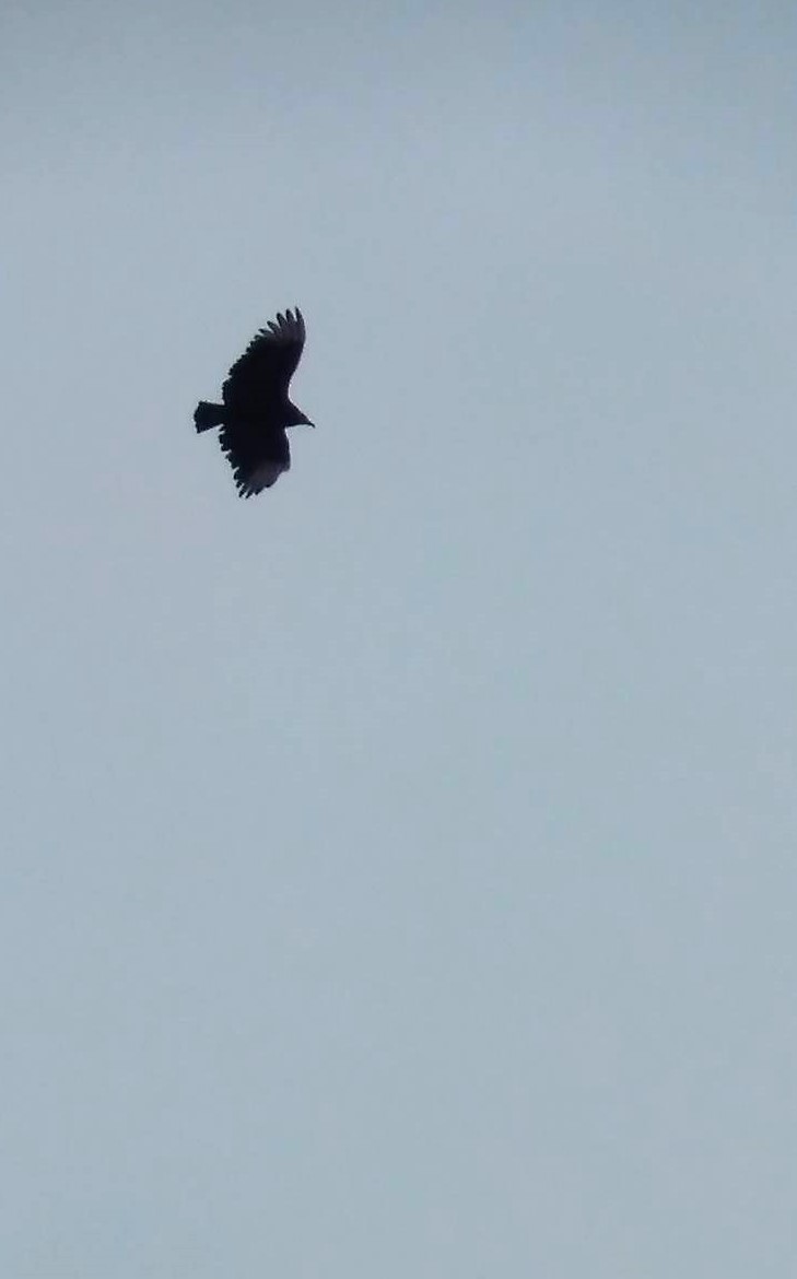 Black Vulture - ML611010984