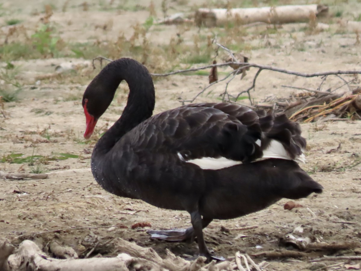 Black Swan - Vicki Nebes