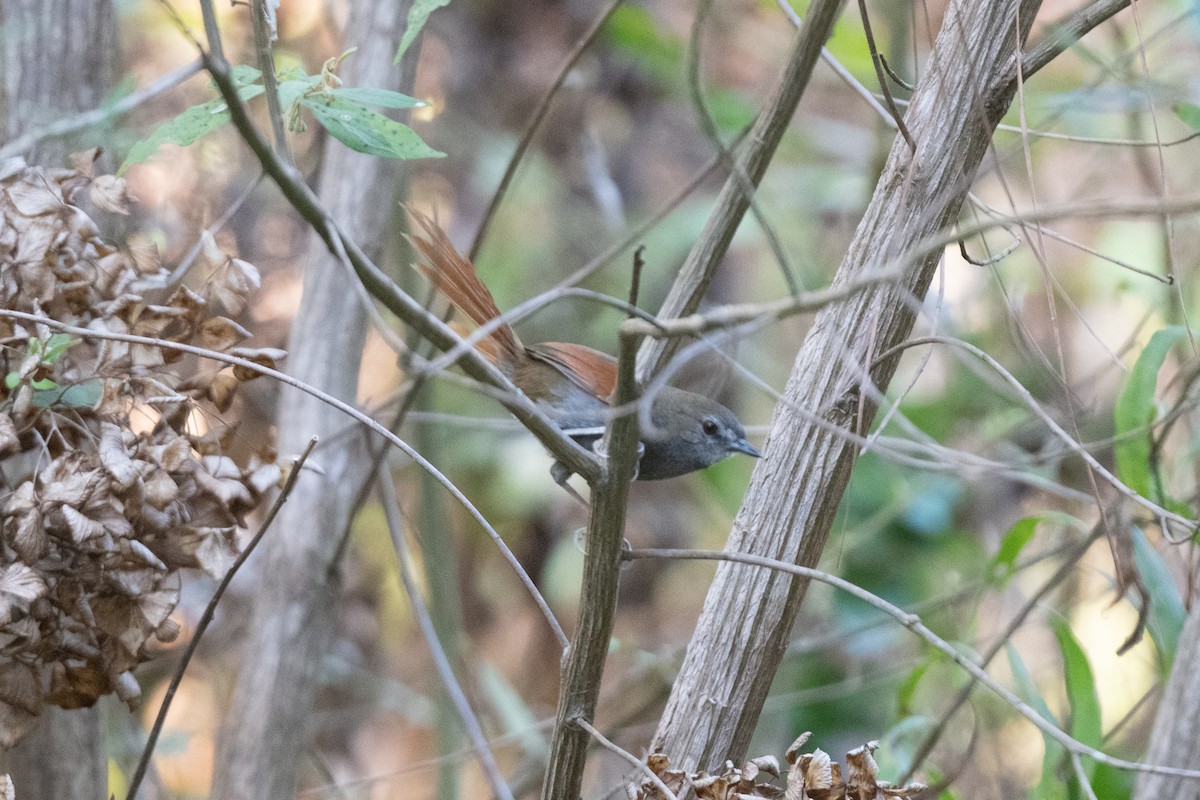 Gray-bellied Spinetail - ML611012298
