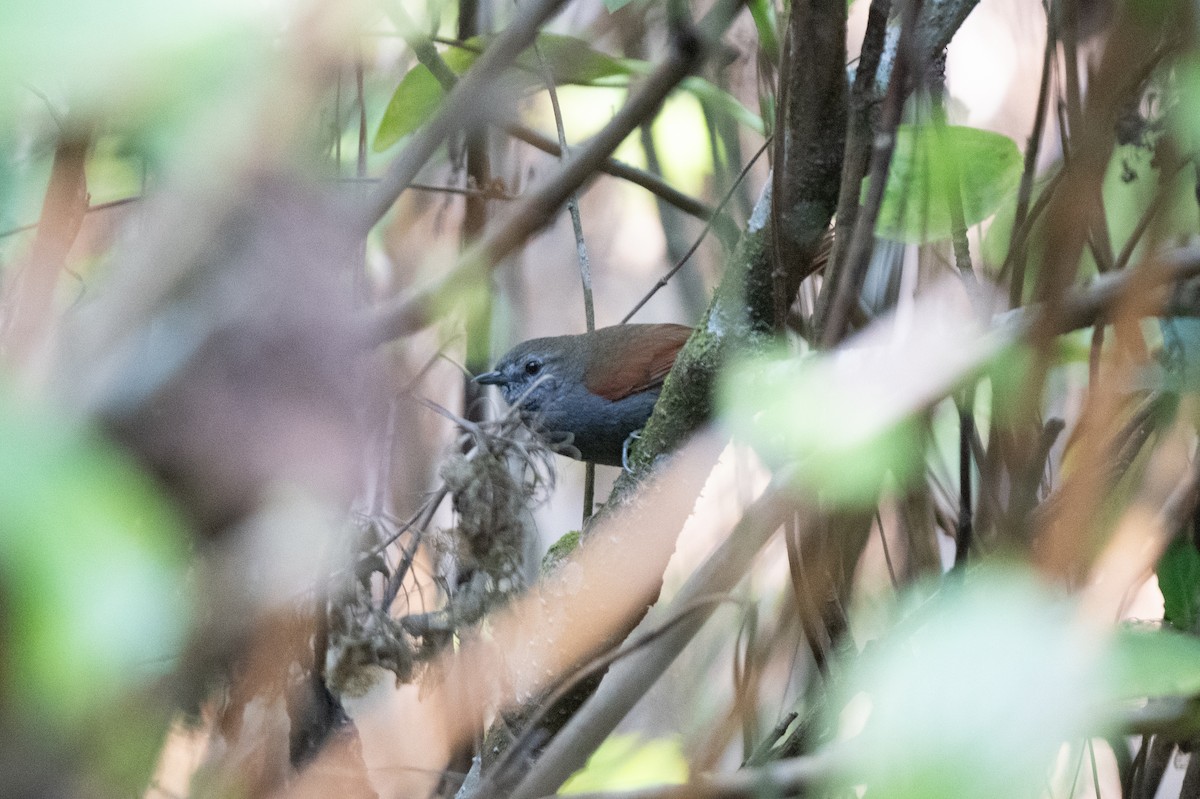 Gray-bellied Spinetail - ML611012313