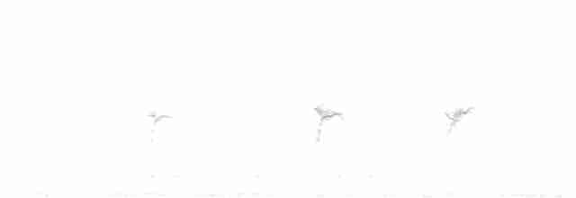 grånakkefjellfink (littoralis) - ML611012358