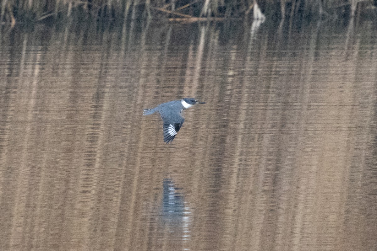 Belted Kingfisher - ML611012393