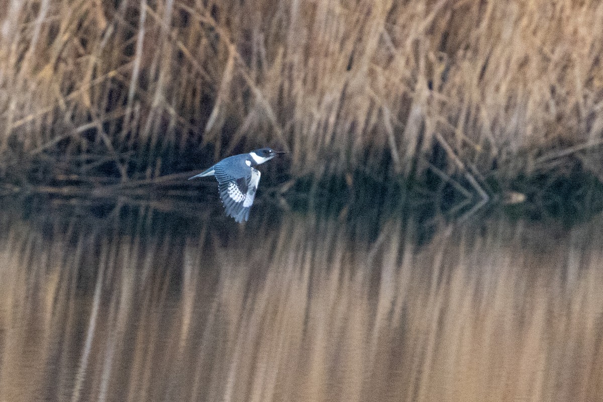 Belted Kingfisher - ML611012398