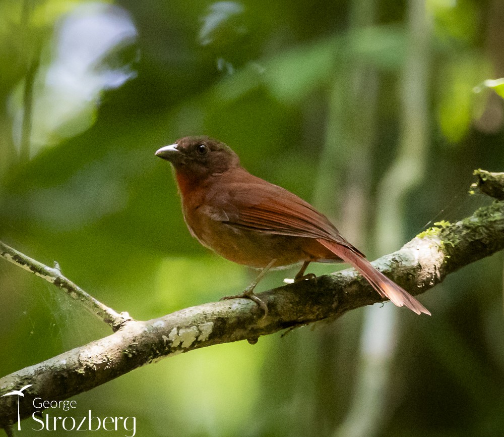 Red-crowned Ant-Tanager (Red) - ML611012633