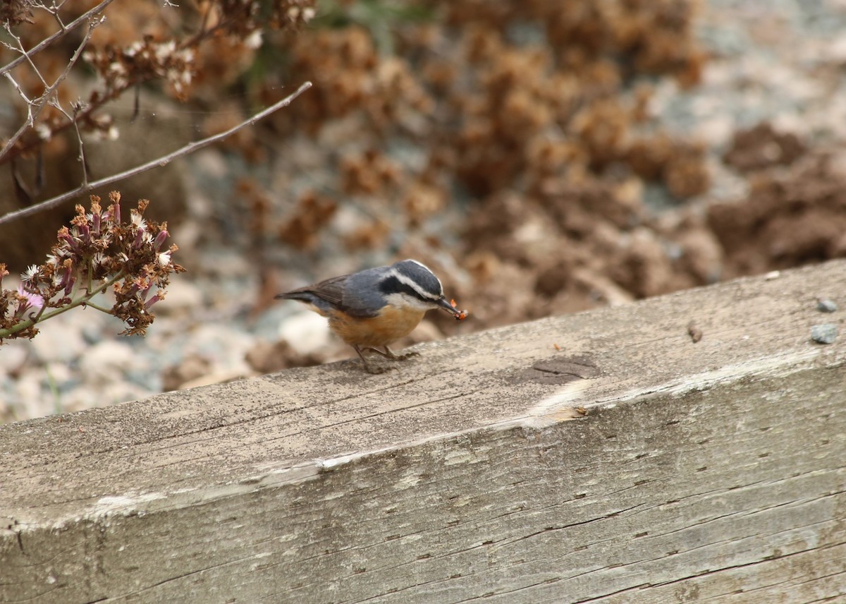 Red-breasted Nuthatch - ML611012684