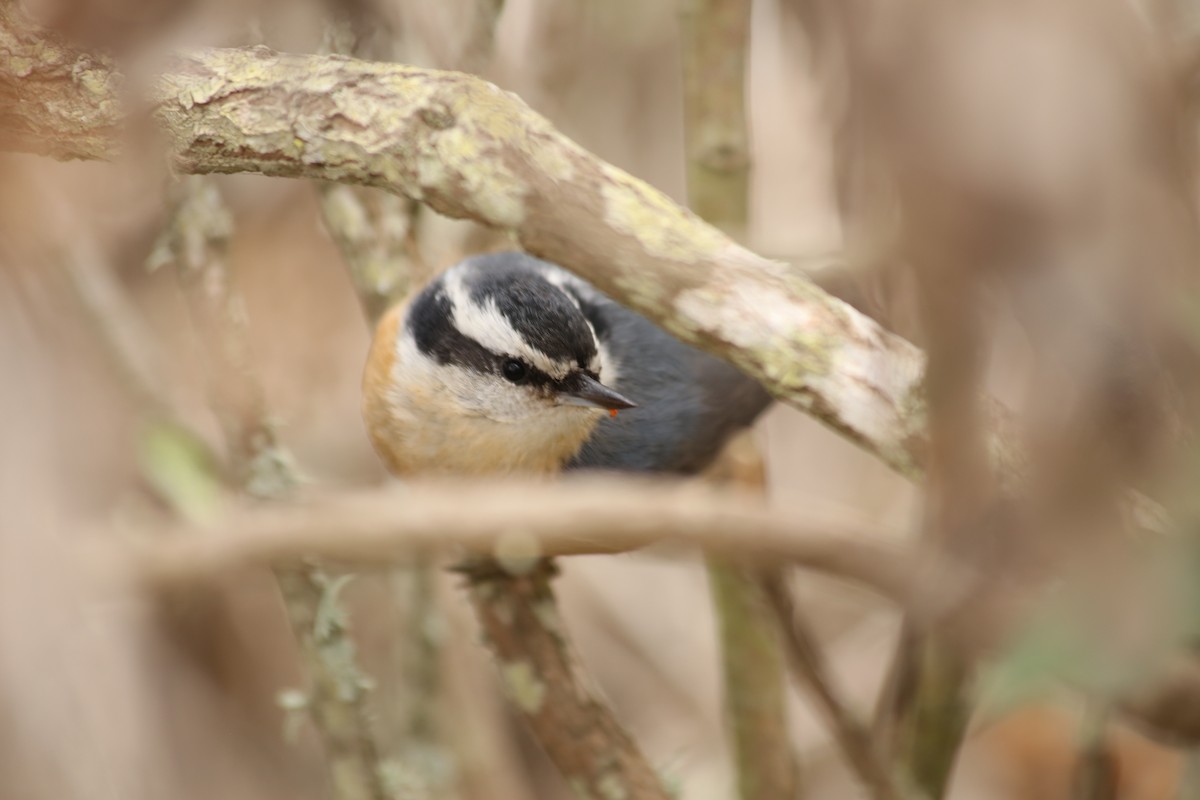 Red-breasted Nuthatch - ML611012686