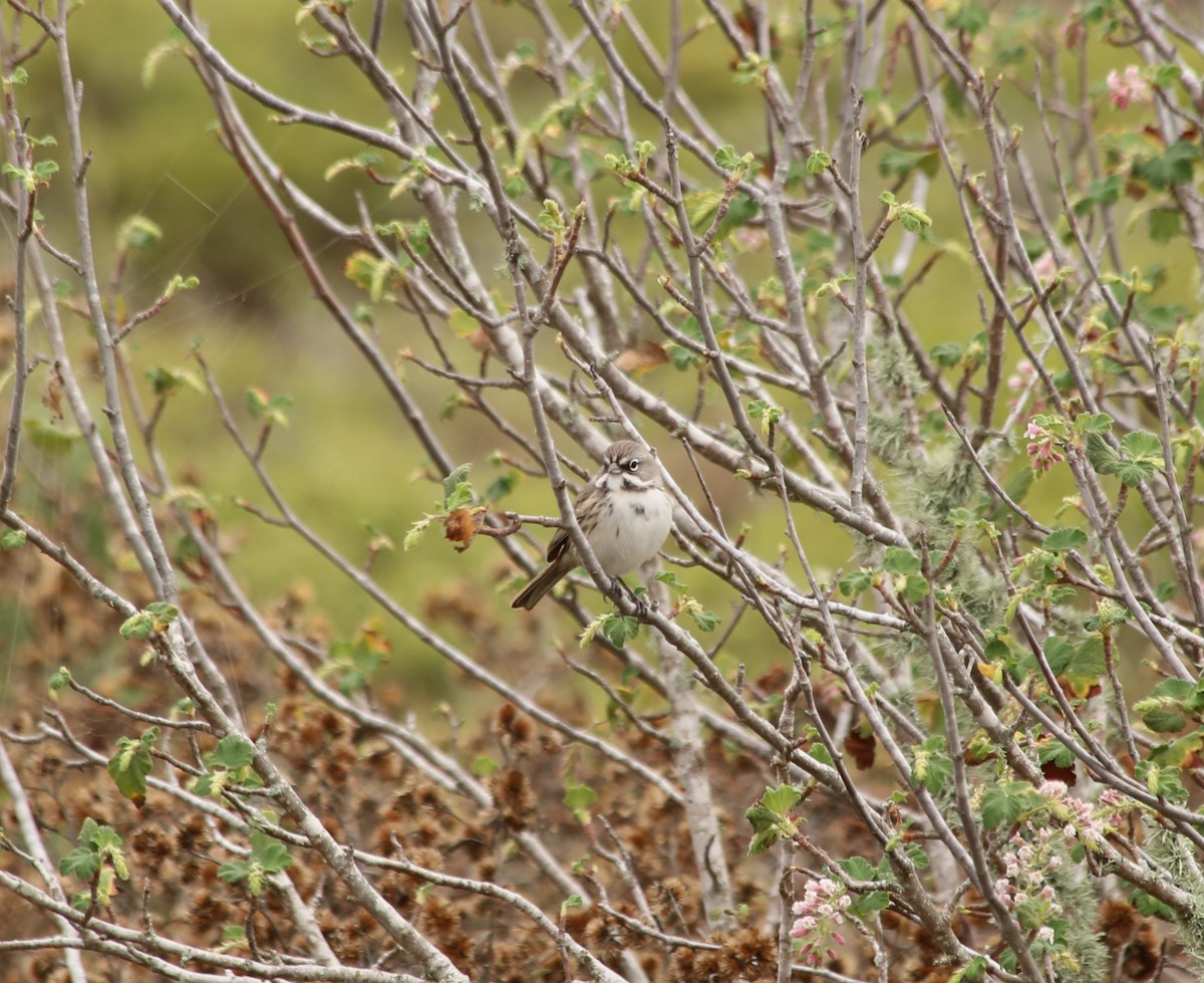 Bell's Sparrow (clementeae) - ML611012715