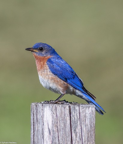 Eastern Bluebird - eBird Québec