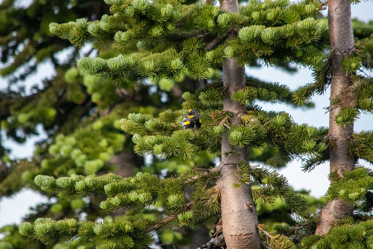 Yellow-rumped Warbler (Audubon's) - ML611013010