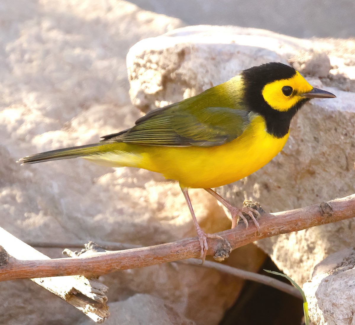 EBird Checklist - 11 Nov 2023 - Ash Canyon Bird Sanctuary (closed ...