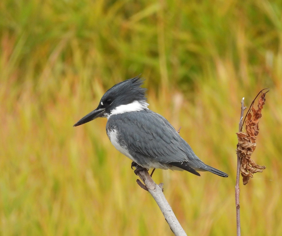 Belted Kingfisher - ML611013114