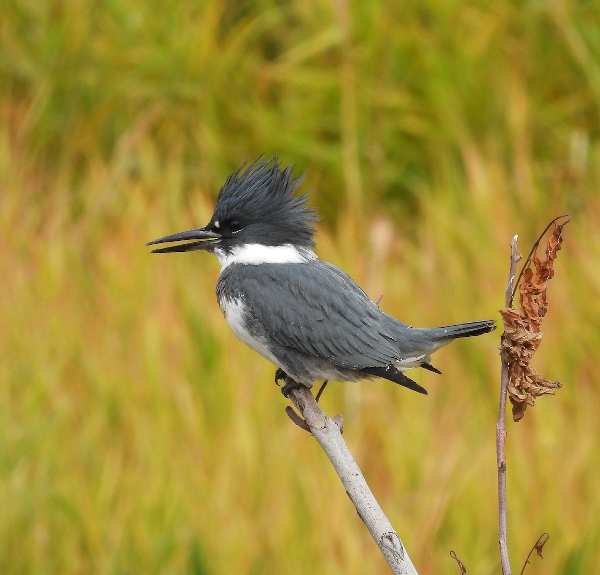 Belted Kingfisher - ML611013115