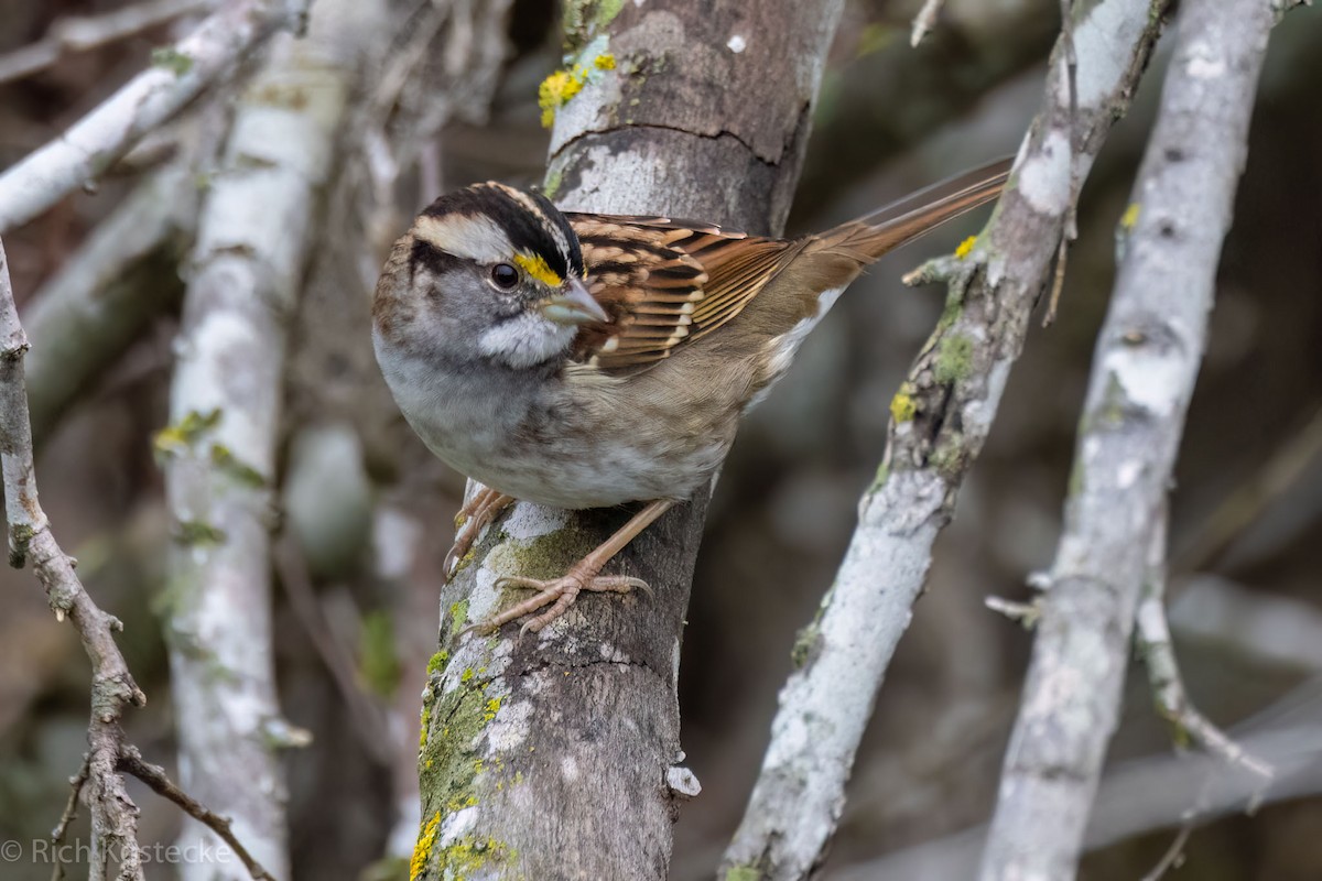 White-throated Sparrow - ML611013257