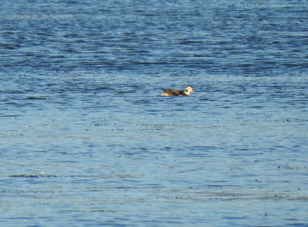Long-tailed Duck - ML611014100