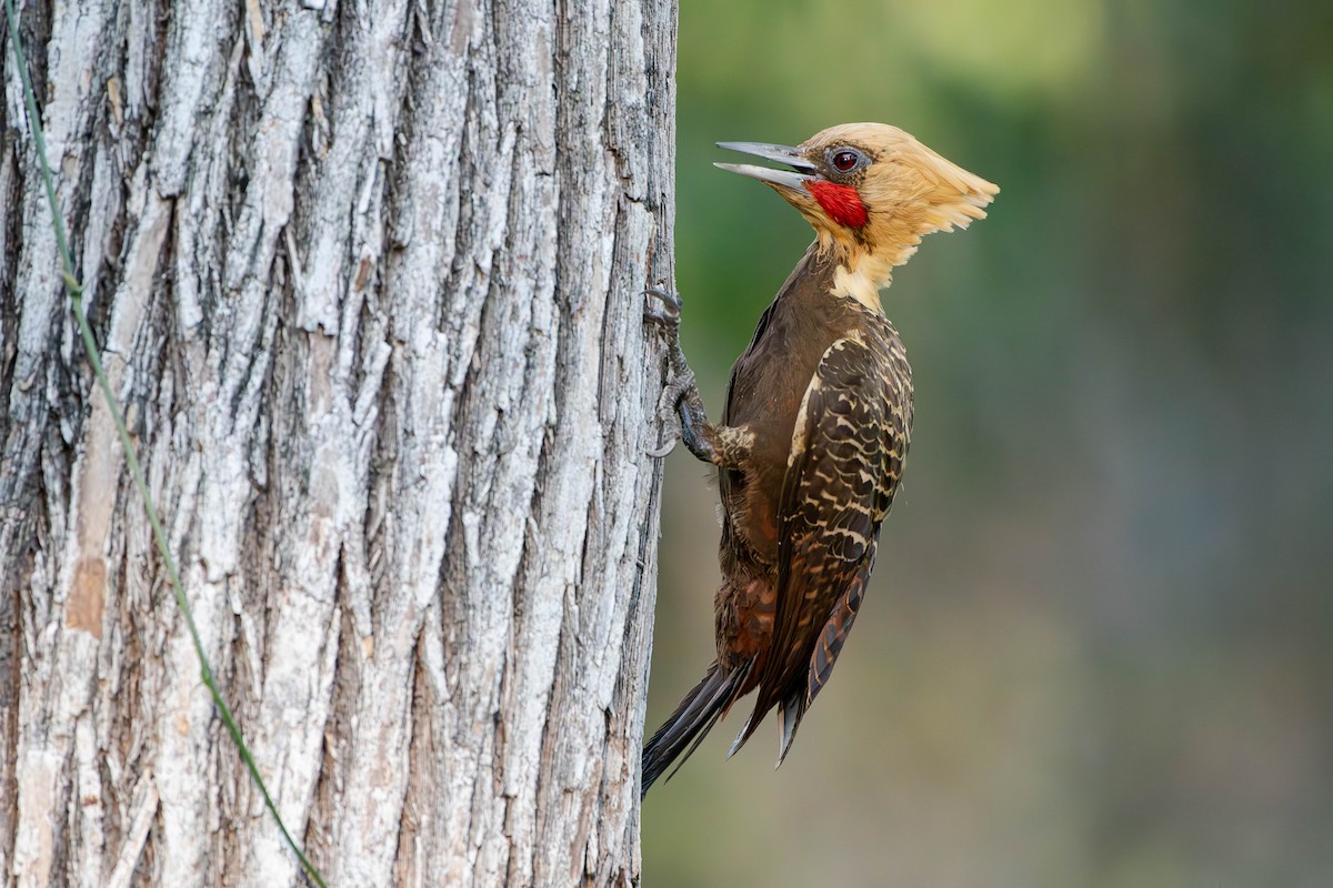 Pale-crested Woodpecker - David Tripp Jr