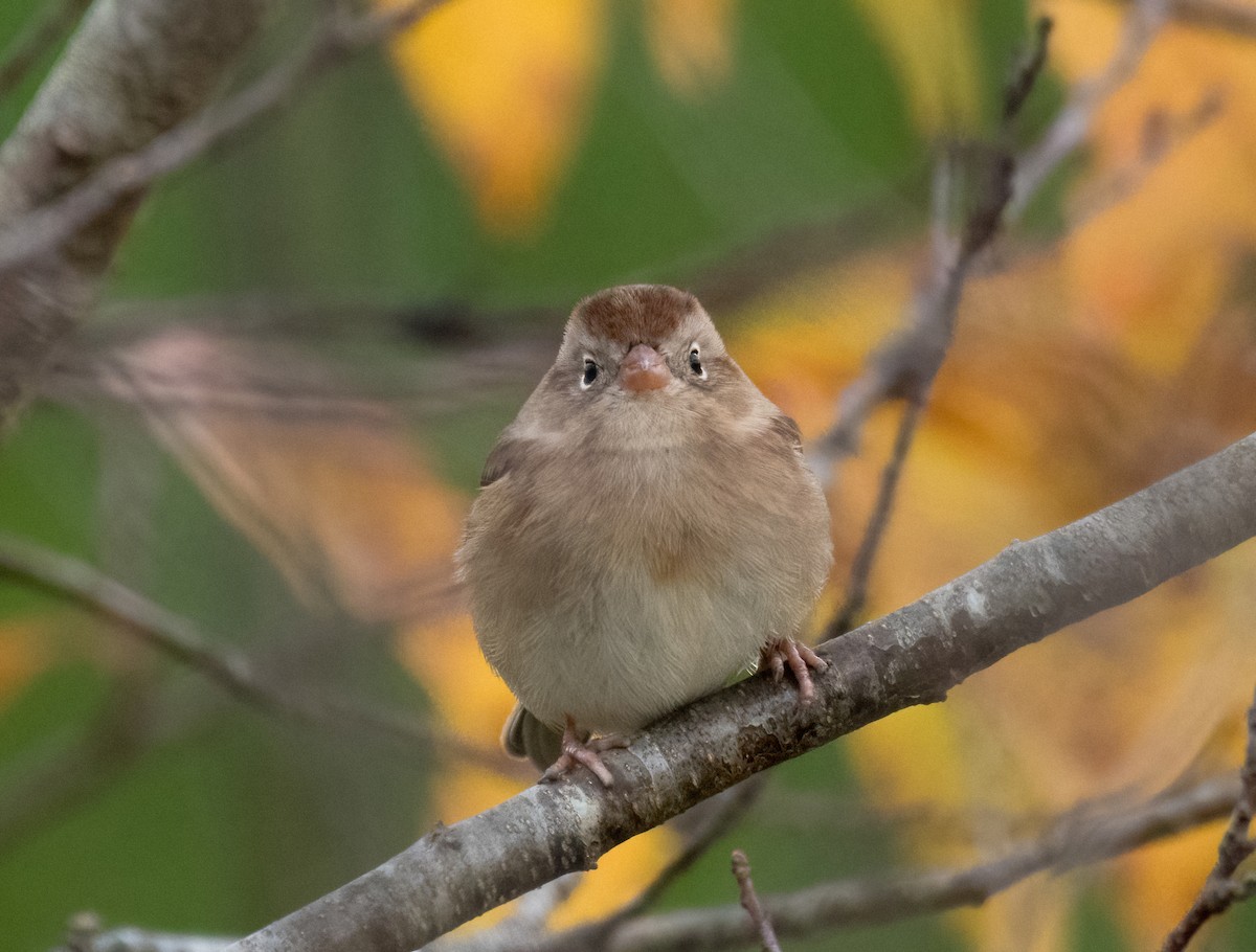 Field Sparrow - ML611014285