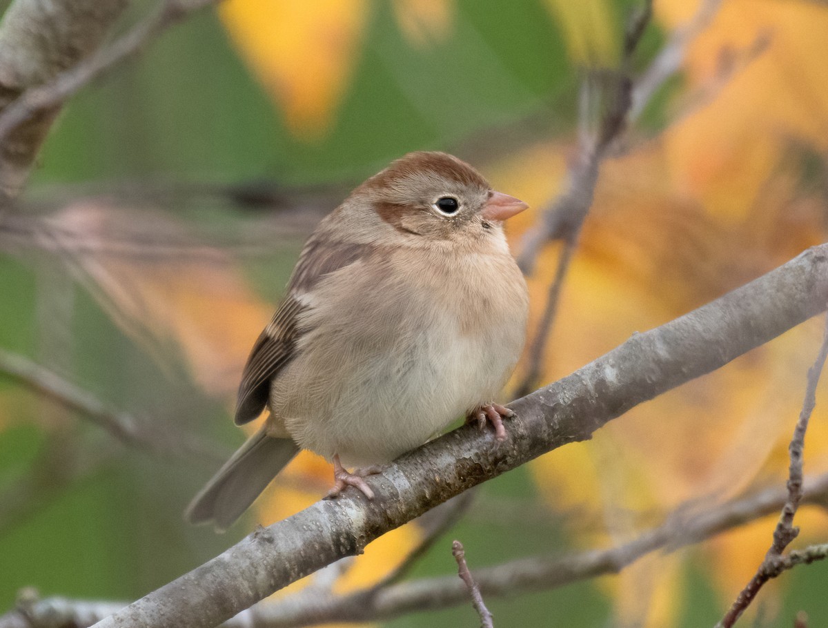 Field Sparrow - ML611014286