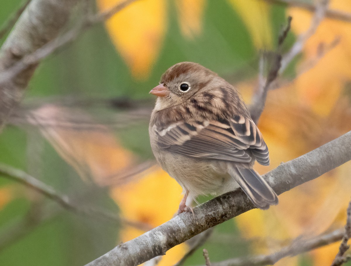 Field Sparrow - ML611014287