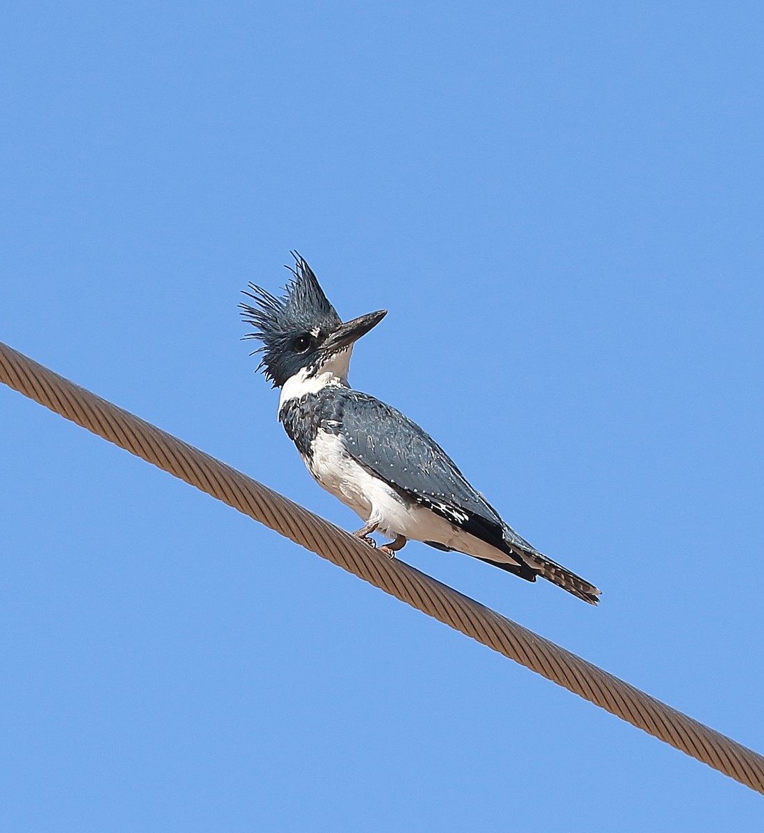 Belted Kingfisher - ML611014456
