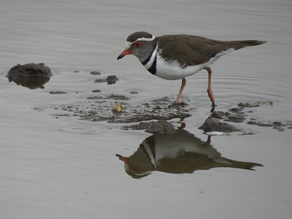 Three-banded Plover - ML611014522