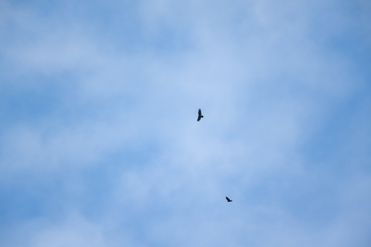 Turkey Vulture - ML611014589